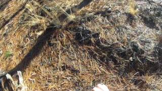 BCUSA Bush Class - 2 strand twist / whipping