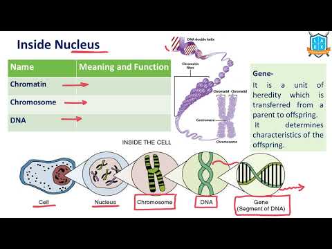 What’s inside the Nucleus ? || Nucleus అంటే ఏమిటి?