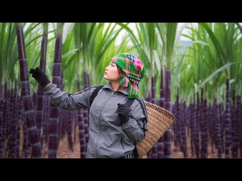 Full video: 15 days Tu Hoa harvesting sugarcane, happy days living with CEO Don in their new home.