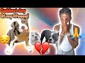 The Saddest Video I Ever Had To Make I Lost My Dog!