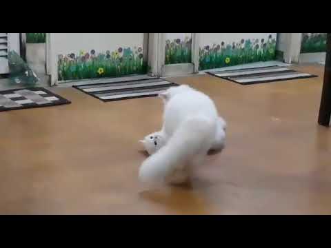 Sweetie cats looni_toony