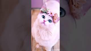 a cat with a flower crown on its head #thanks for watching #
