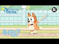 Bluey | ? Stiekem Toveren | Disney Junior NL