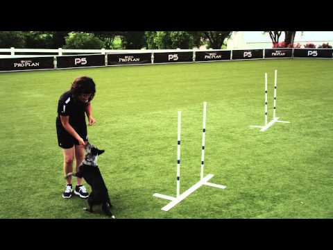 Dog Agility - Weave Poles - 2x2 - Pro Plan P5 Training