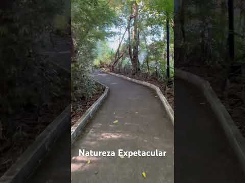 Natureza Expetacular - Indianopolis pr #nature #natureza #naturezasurpreendente #shorts