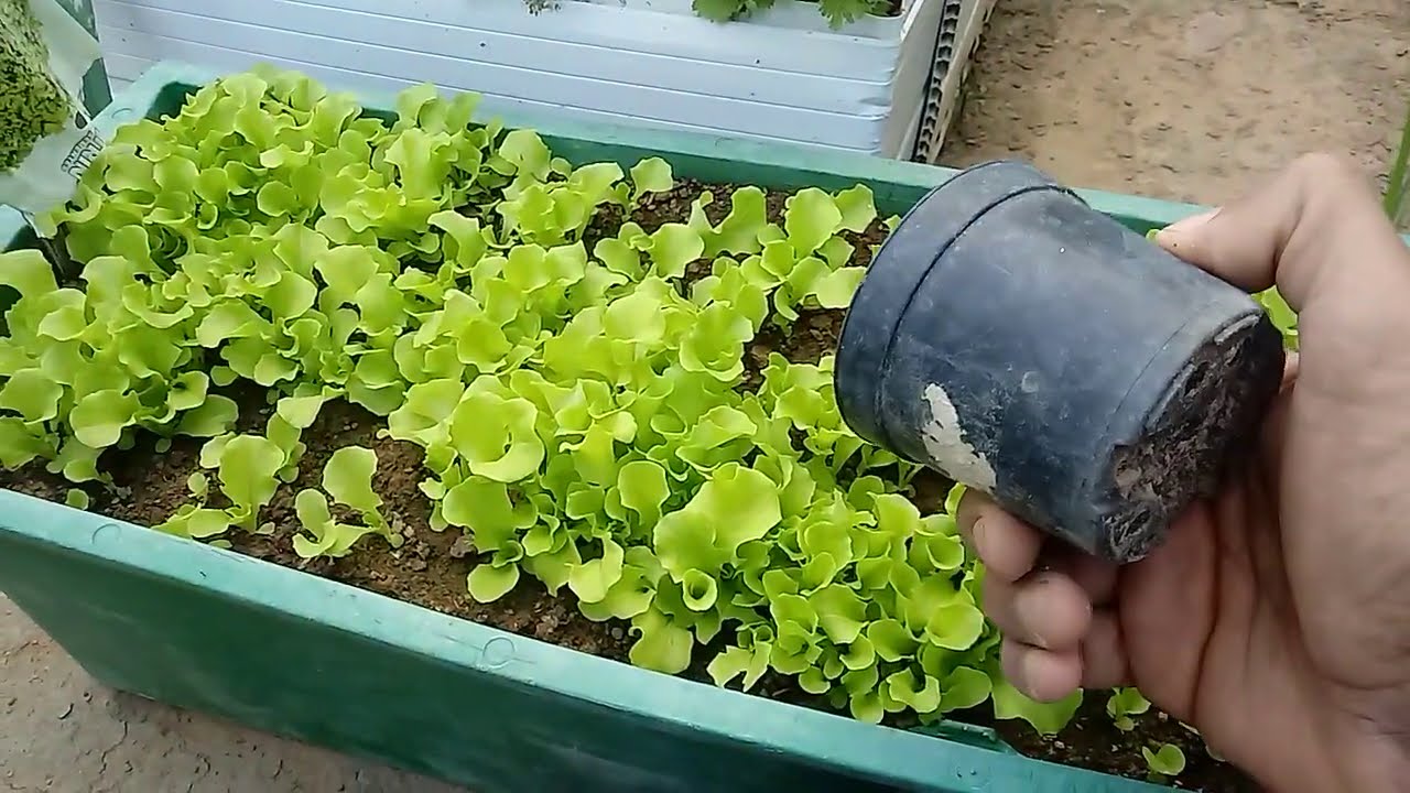 Como germina semente de alface