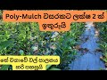 තේ වගාවේ වල් පාලනයට පොලිතීන් භාවිතය How 