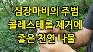 심장마비를 예방하는 천연나물