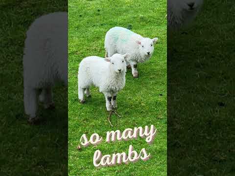 , title : 'So Many Cute Lambs! Wales in April'