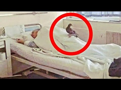 Balandis atskrisdavo pas vyriškį kasdien į ligoninę ir belsdavo snapu į langą