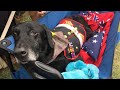 Hero Says Goodbye to Terminally Ill Bomb-Sniffing Dog in Heartbreaking Farewell