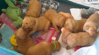Video preview image #17 Labrador Retriever Puppy For Sale in WEST SALEM, WI, USA