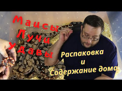 МАИСОВЫЙ И ЛУЧИСТЫЙ ПОЛОЗ. ИМПЕРАТОРСКИЙ УДАВ.  РАСПАКОВКА. СОДЕРЖАНИЕ ДОМА.