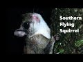 Southern Flying Squirrel