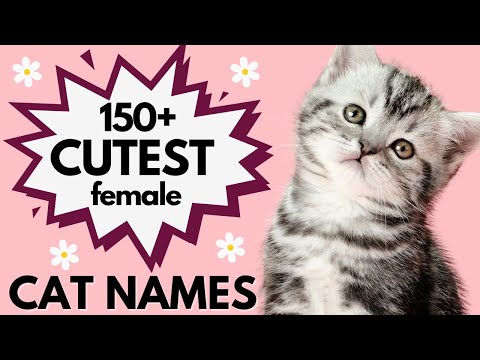 150+ CUTE Female Cat Names | Female Cat Names | Girl Kitten Name Ideas