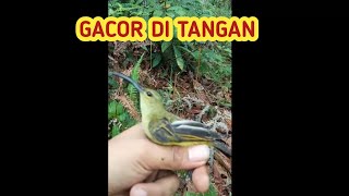Download lagu GACOR DI TANGAN | Burung pijantung! suara burung!  Burung Ribut mp3