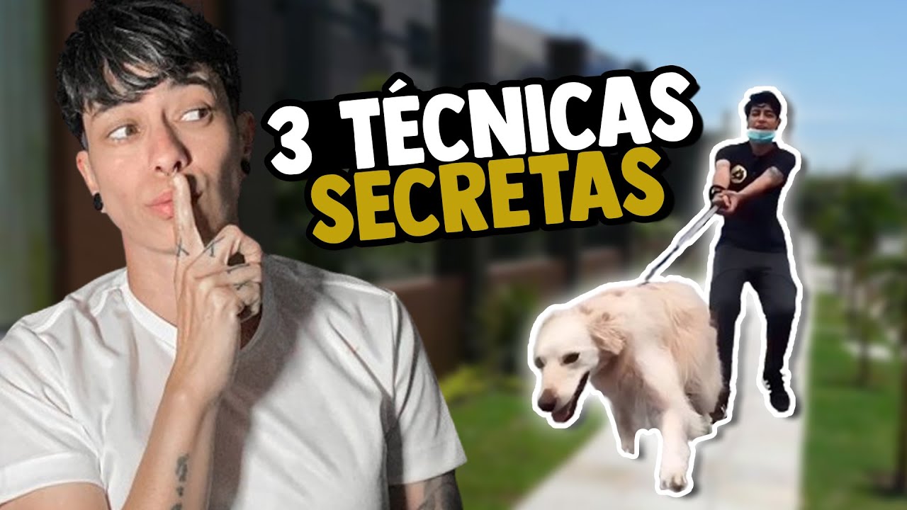 3 técnicas para fazer o seu cão parar de puxar a guia durante o passeio | Adestramento