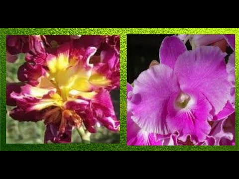 ОРХИДЕИ:тяга к жизни,два азиата ДЕНДРОФАЛЕНОПСИСА - пересадка,РЕЗУЛЬТАТ.