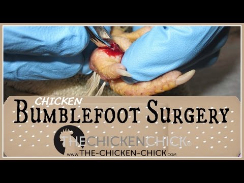 BUMBLEFOOT SURGERY ON OUR CHICKEN