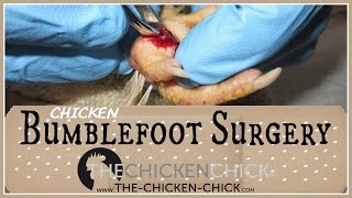 BUMBLEFOOT SURGERY ON OUR CHICKEN