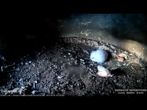 One-day-old White-tailed Tropicbird Chick – April 24, 2019