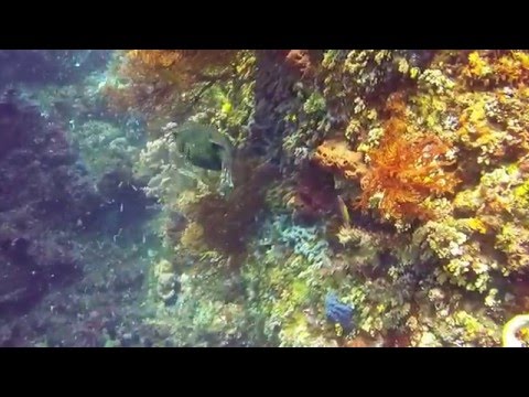 Tauchen Nord-Sulawesi, Bangka, Lembeh Straith & Bunaken, Nord-Sulawesi,Bangka Lembeh Straith & Bunaken,Indonesien