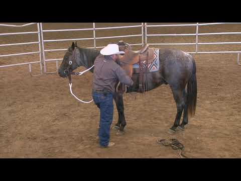 Colt Starting Principles (Part 2)