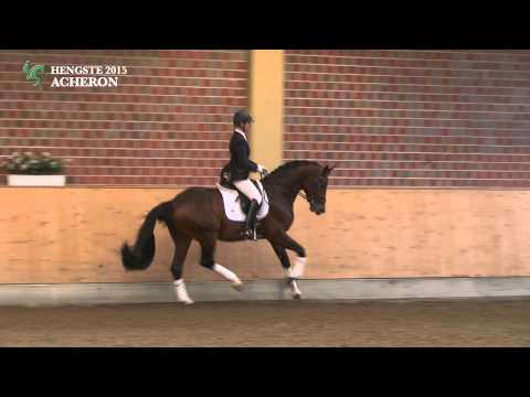 Hengst ACHERON v. Ampere x Fidermark *2010