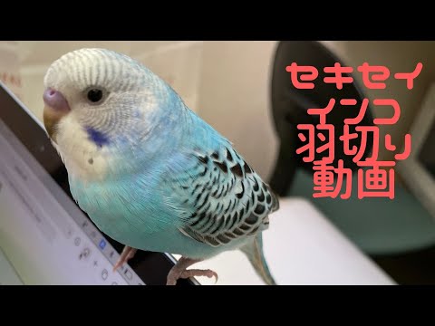 オウムの羽の切り方