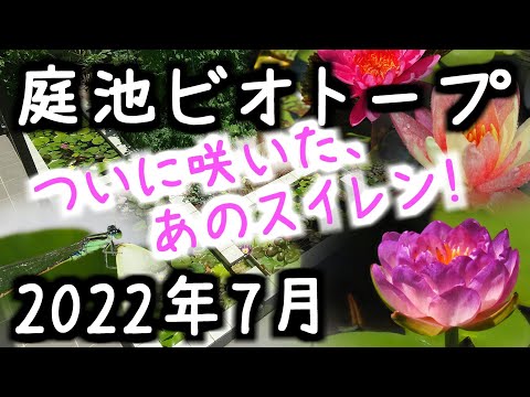 庭のスイレン 植物