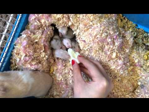 Hamster Babies Going Crazy on Egg White - Day 15