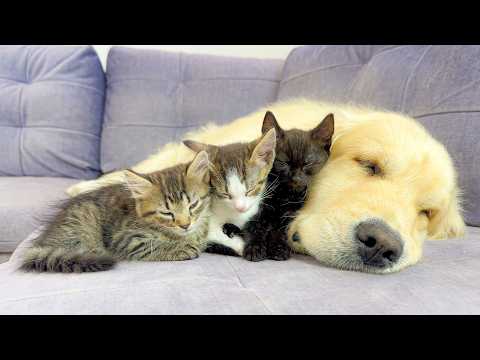 YouTube 썸네일