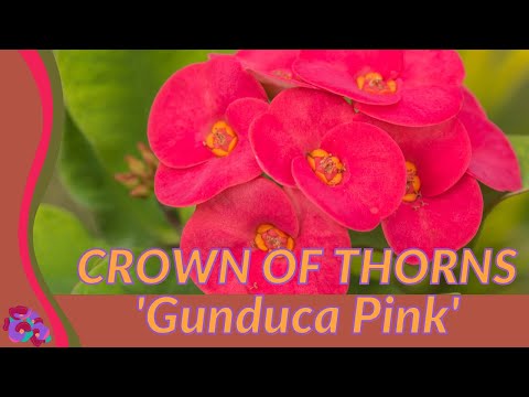 CROWN OF THORNS 'GUNDUCA PINK' Growing and Caring Tips! (Euphorbia milii)