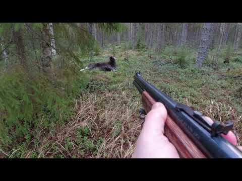 Hirvenmetsästys . tupla vasojen kaato