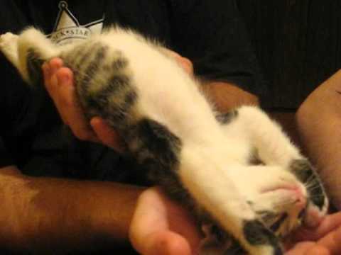 Nahla the cat, as she falls asleep