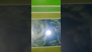 Download lagu tawasul syekh samman al madani mp3