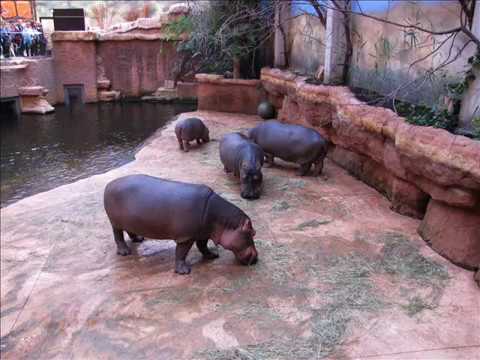 Afrykarium oceanarium w ZOO Wrocław3
