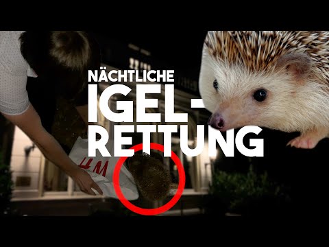 Nächtliche IGEL-RETTUNG!