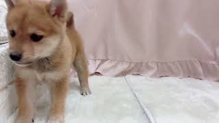 柴犬の動画01