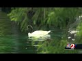 Swan Looks For Love At Lake Eola