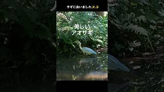 #動物の世界②サギ【たしかなこと】#Uru#癒し音楽#景色綺麗