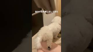 乾かしやすいようにあんよを差し出してくれる犬