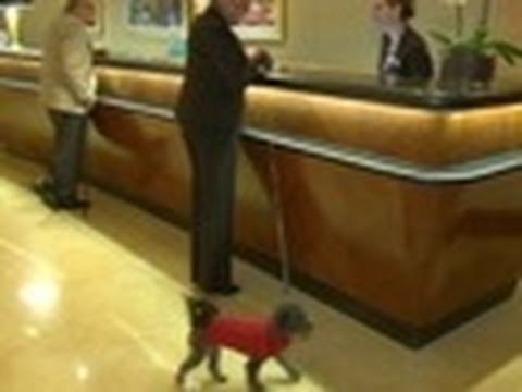 Pet-friendly hotels: Advice | Consumer Reports