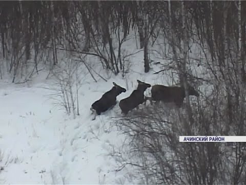 Под Ачинском лосей пересчитали с вертолета (Новости 09.03.17)
