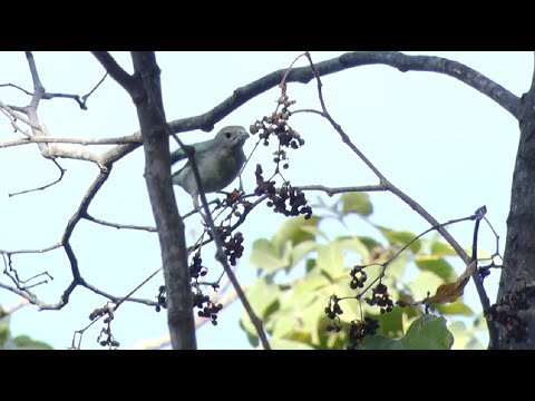 Levantamento aponta que mais de 100 pássaros habitam Lago Azul