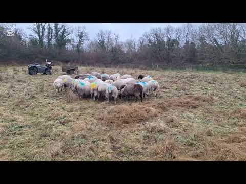 Outwintering sheep on rough grazing. Trying to incrementally improve the land. 