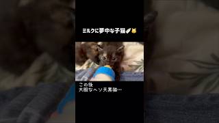 【子猫と黒猫】ミルクを飲むジジとヘソ天でくつろぐキキ🐈🐈‍⬛ #かわいい #猫のヘソ天 #猫のいる暮らし