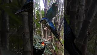 Download lagu Suara Seram Burung KEDASIH HITAM Banyak Mistisnya...👹😱 Burung Yg Licik mp3 Download lagu Suara Seram Burung KEDASIH HITAM Banyak Mistisnya...👹😱 Burung Yg Licik mp3