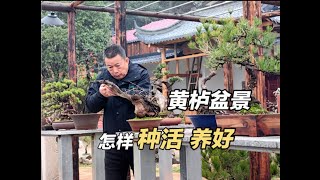 黄栌盆景怎样种养成活率才会高