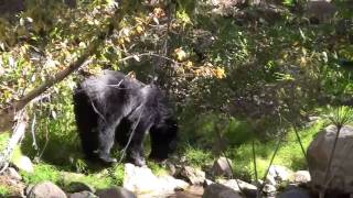 preview picture of video 'Mineral King Bear Cold Springs Camp'